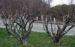 Bad Pruning