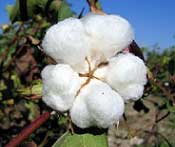 White Lotus Home Organic Cotton