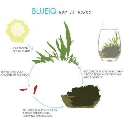 BLUEiQ Miniature Ecosystem