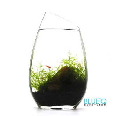 BLUEiQ Miniature Ecosystem