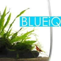 BLUEiQ