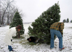 Christmas Tree Buying