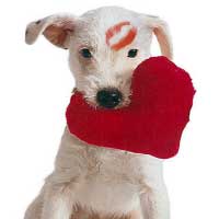 Valentine's Day Dog