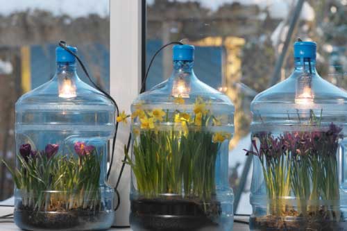 Bulbs in Jugs