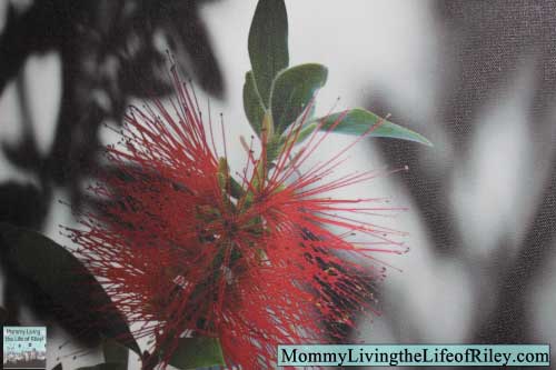 Gallery Direct Shadow Branch Burst II by Sara Abbott