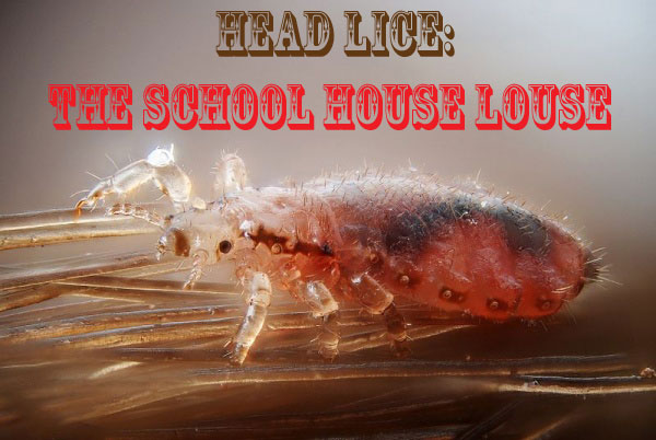 Head Lice - The School House Louse