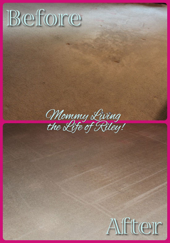Stanley Steemer Carpet Cleaning Results