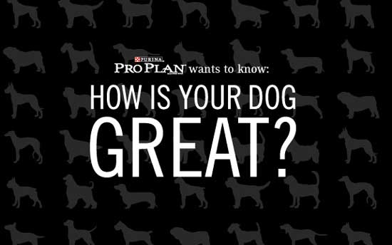 Purina ProPlan How is Your Dog Great?